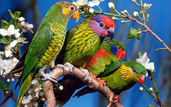 Parrots, Animals, Birds HD wallpaper
