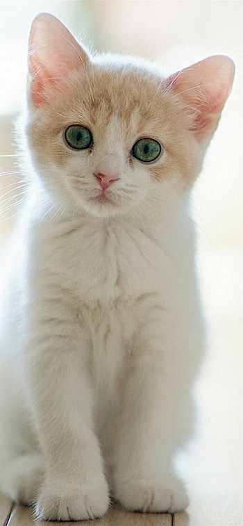 Lovely staring kittens, Cute cat , Captivating cat gazes, Charming cat companions HD phone wallpaper