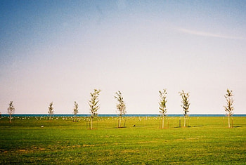 trees on a hill, trees, summer, sky, hill HD wallpaper