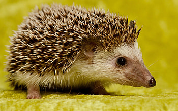 Animals, Background, To Lie Down, Lie, Thorns, Prickles, Hedgehog HD wallpaper