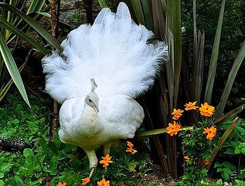 Waiting for my Feathers to Grow, white, bird, beautiful, flowers, peacock, stunning HD wallpaper