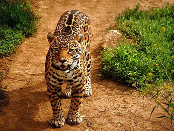 Leopard, leopard-closeup HD wallpaper