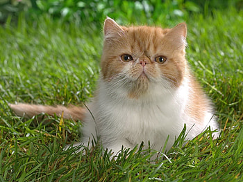 Animals, Cats HD wallpaper