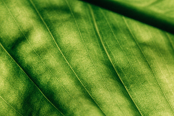 Macro, Surface, Leaflet, Veins HD wallpaper