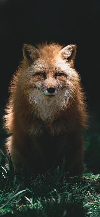 Artistic fox , Unique design, , quality HD phone wallpaper