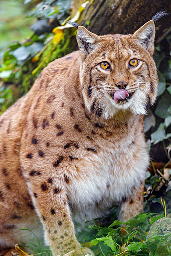 Animals, Iris, Brown, Big Cat, Animal, Protruding Tongue, Tongue Stuck Out, Wild HD phone wallpaper