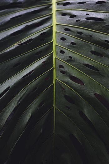 Plant, Macro, Close-Up, Surface, Leaflet HD phone wallpaper