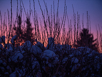 Sunset, Sky, Snow, Dark, Blur, Smooth, Branches HD wallpaper