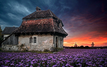Farm House, farm, flowers, field, house HD wallpaper