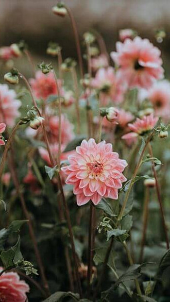 Beautiful Flowers, Dahlia Flower HD phone wallpaper