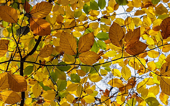 Autumn Leaves, autumn, beech, leaves, yellow HD wallpaper