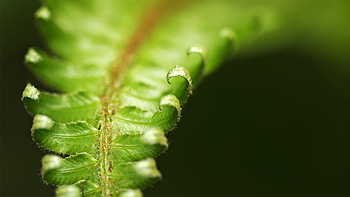 Summer Fern, fern, summer, leaves, plant, field, green, nature, leaf, forest HD wallpaper
