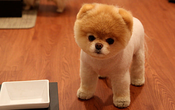 Boo, sweet, puppy, animals, dogs, cute, beautiful HD wallpaper