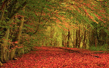 Landscape, Nature, Autumn HD wallpaper
