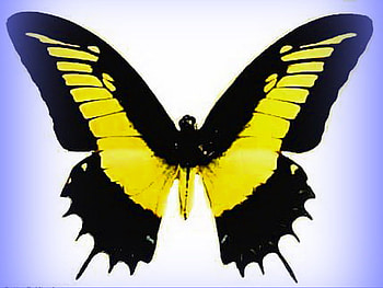 Admiring the Swallowtail, black, butterfly, yellow, swallowtail, beauty HD wallpaper