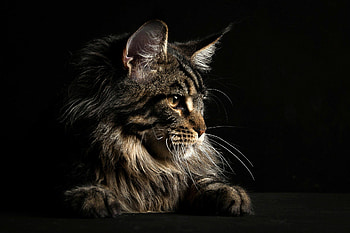 Profile, Maine Coon HD wallpaper