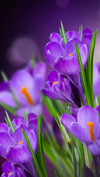 Flower, Flower graphy HD phone wallpaper
