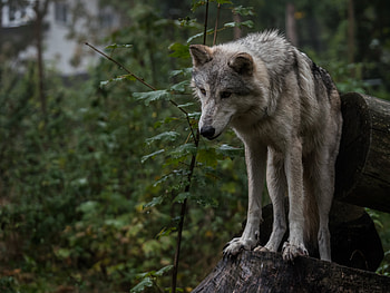 Animals, Leaves, Predator, Grey, Wolf HD wallpaper