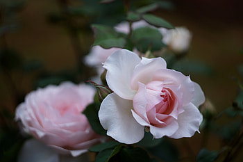 Pink Roses, Flowers, Buds, Leaves, Bokeh HD wallpaper