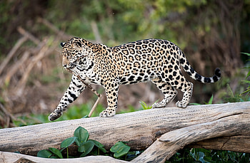 Animals, Jaguar, Wood, Tree, Predator, Big Cat, Stroll, Trunk HD wallpaper