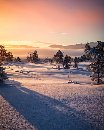 Stunning winter landscape with snow-covered trees and a vibrant sunrise sky. HD phone wallpaper