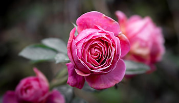 Pink Roses, Roses, Pink, Soft, Beauty HD wallpaper