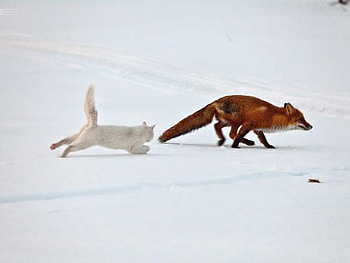winter hunter, winter, cat, animals, hunter HD wallpaper