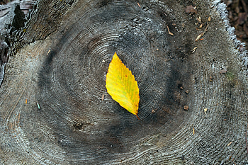 Miscellanea, Miscellaneous, Wood, Tree, Leaflet, Stump HD wallpaper
