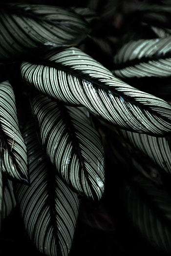 Nature, Leaves, Plant, Striped, Tropical HD phone wallpaper