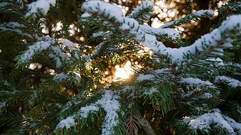 Winter, Snow, Macro, Branches, Spruce, Fir HD wallpaper
