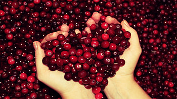 Cranberry , Stunning visuals, Vibrant backgrounds, Berry beauty HD wallpaper