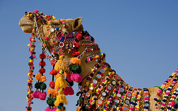 Animals, Camels HD wallpaper