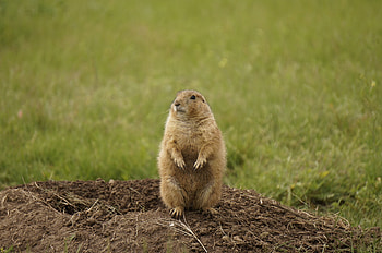Animals, Worth, Rodent, Prairie Dog, Meadow Dog HD wallpaper