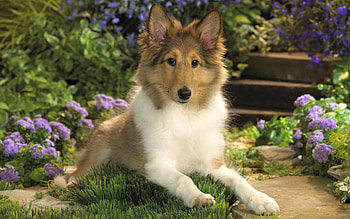 Animals, Flowers, To Lie Down, Lie, Dog, Puppy, Collie HD wallpaper
