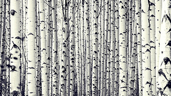 Birch tree , 26 , Birch tree HD wallpaper