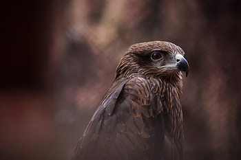 Hawk Bird Of Prey , hawk, birds, predator HD wallpaper