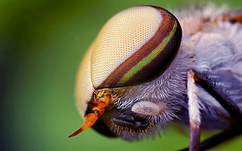 Macro, Eyes, Close-Up, Insect, Head HD wallpaper