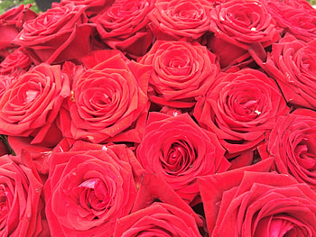 Flowers, Roses, Bouquet HD wallpaper