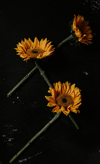 Flowers, Sunflowers, Petals HD phone wallpaper