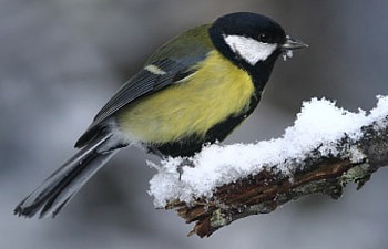 Great Tit, great, bird, tit, adult, male HD wallpaper