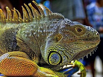 Iguana, blue, animal, scales, wild, green, yellow, nature, reptile, spikes HD wallpaper
