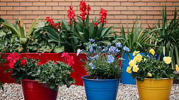 Vibrant Urban Gardening in Ultra, flower, gardening, colorful HD wallpaper