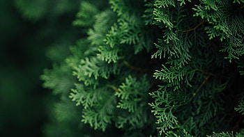 Branches macro, Green needles, view, definition HD wallpaper