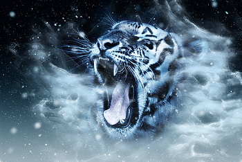 Animals, Grin, Muzzle, Predator, Tiger, hop HD wallpaper