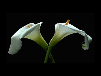 White Flowers, cool, white, flowers HD wallpaper