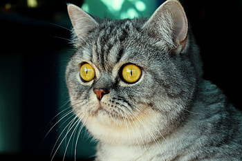 Animals, Cat, Muzzle, Striped, Sight, Opinion, Fright HD wallpaper