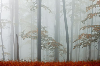 Foggy Forest, fall, mist, leaves, fog, foggy, bulgaria, trees, autumn, nature, , forrest, grpahy HD wallpaper