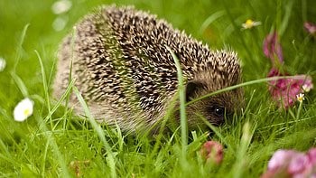 Hedgehog, Whimsical wonders, Mystical creatures, Nature's tiny explorers HD wallpaper