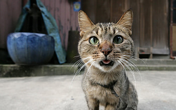 Funny, Animals, Cats HD wallpaper
