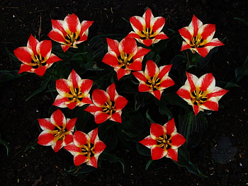 Flowers for Ramy, flowers, ramy, tulips, striped HD wallpaper